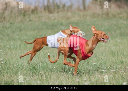 Due cani pharaoh hound che corrono a tutta velocità a lure coursing sport Foto Stock