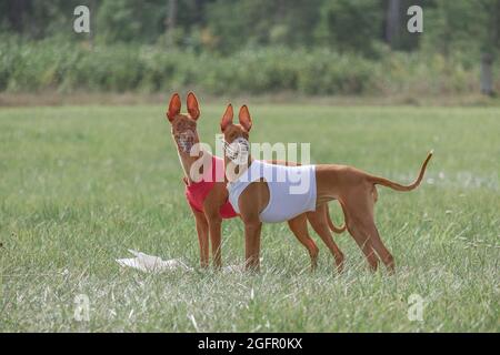 Due cani pharaoh hound che corrono a tutta velocità a lure coursing sport Foto Stock