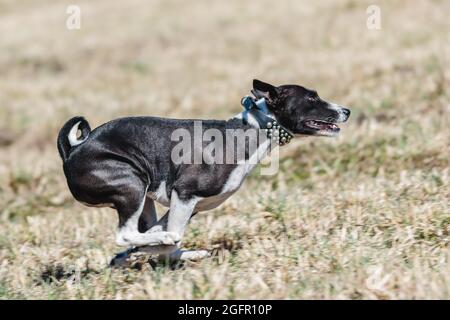 Basenji corsa a piena velocità a lure corsa di sport del cane Foto Stock