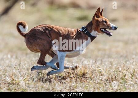 Basenji corsa a piena velocità a lure corsa di sport del cane Foto Stock