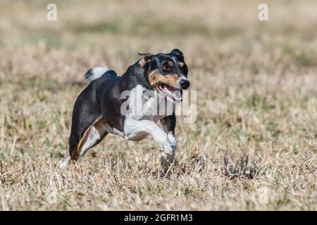 Basenji corsa a piena velocità a lure corsa di sport del cane Foto Stock