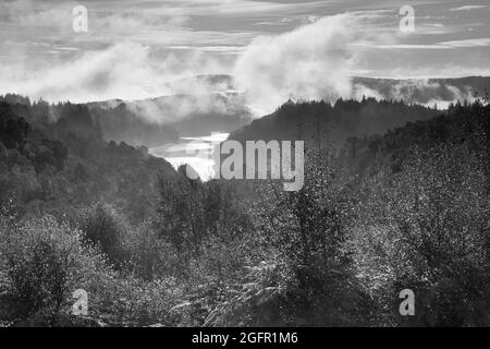 Immagine in bianco e nero di Mist che sorge da una Foresta a Glen Finglas, Trossachs National Park, Scozia, Regno Unito. Foto Stock