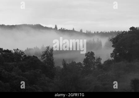 Immagine in bianco e nero di Mist che sorge da una Foresta a Glen Finglas, Trossachs National Park, Scozia, Regno Unito. Foto Stock