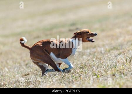 Basenji corsa a piena velocità a lure corsa di sport del cane Foto Stock