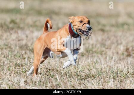 Basenji corsa a piena velocità a lure corsa di sport del cane Foto Stock