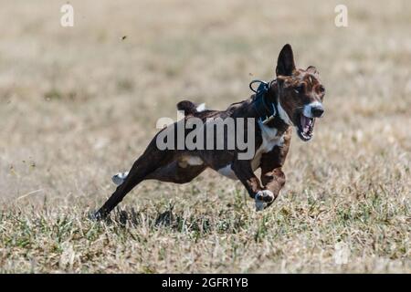 Basenji corsa a piena velocità a lure corsa di sport del cane Foto Stock