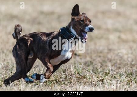 Basenji corsa a piena velocità a lure corsa di sport del cane Foto Stock