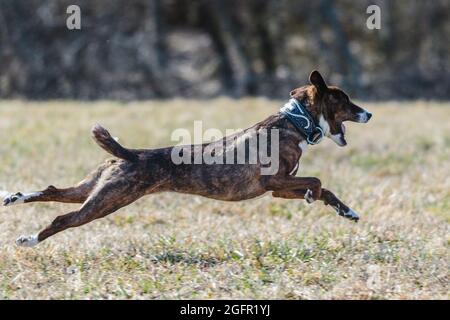 Basenji corsa a piena velocità a lure corsa di sport del cane Foto Stock