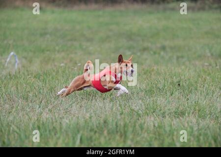 Basenji corsa a piena velocità a lure corsa di sport del cane Foto Stock