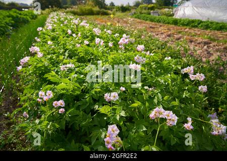 Fioritura di patate campo agricolo. Piante di patate fiorite in una fattoria di campagna. Foto Stock