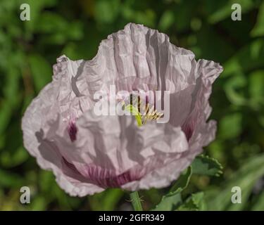 Primo piano di un papavero rosa-lavanda (Papaver somniferum) fiore con un'ape appena visibile al centro Foto Stock