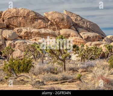 Una foresta di alberi di Giosuè di fronte a una grande formazione rocciosa chiamata Hall of Horrors nel Joshua Tree National Park della California Foto Stock
