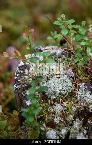 Piccoli funghi toadstool su un ceppo circondato da muschio e licheni primo piano. Foto Stock