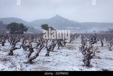 FRANCIA. AUDE (11) VIGNETI E AGUILAR CATHAR CASTELLO SOTTO LA NEVE (TUCHAN) SULLO SFONDO Foto Stock