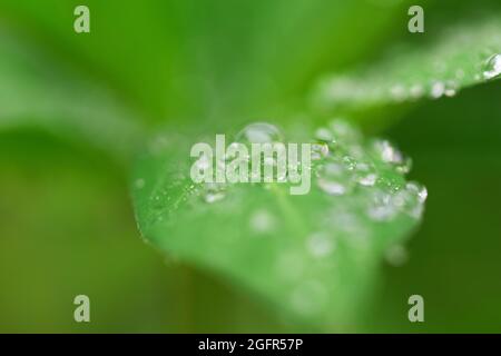 Gocce d'acqua su una foglia lupino da vicino Foto Stock