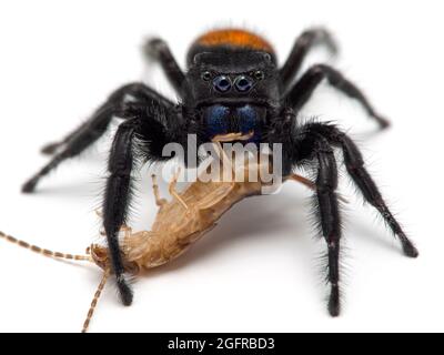 Primo piano di un ragno di salto di Johnson maschio (Phiddipus johnsoni) che si nutrono su un orecchio comune (Forficula auricularia), isolato Foto Stock