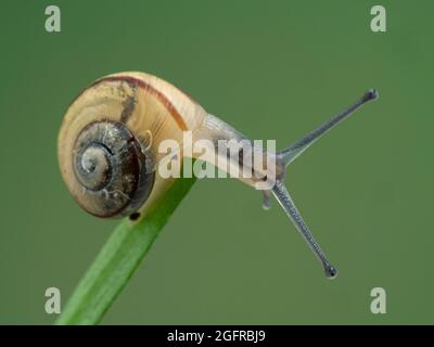 Lumaca da giardino a fasce giovanili (Cepaea nemoralis) all'estremità di un gambo di pianta con il suo corpo esteso dal suo guscio Foto Stock