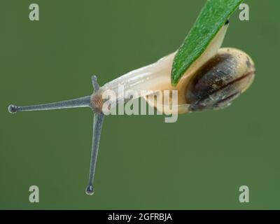 Lumaca da giardino con fasce giovanili (Cepaea nemoralis) capovolta sotto una foglia di pianta che mostra il suo lato inferiore Foto Stock