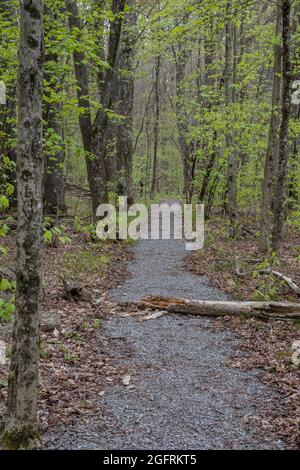 Cranberry Mountain, Virginia occidentale. Primavera Foliage lungo il sentiero natura. Foto Stock