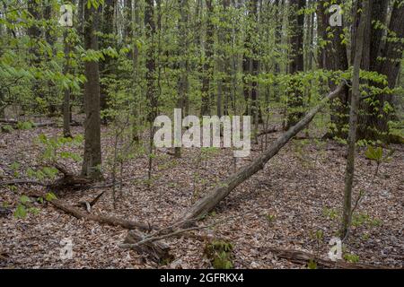 Cranberry Mountain, Virginia occidentale. Primavera Foliage lungo il sentiero natura. Foto Stock