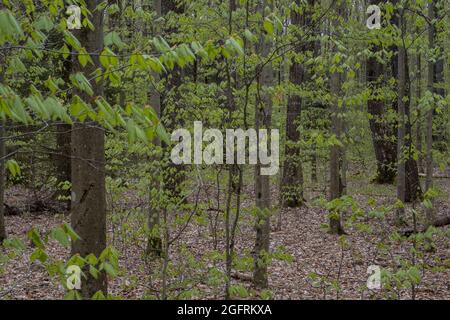 Cranberry Mountain, Virginia occidentale. Primavera Foliage lungo il sentiero natura. Foto Stock