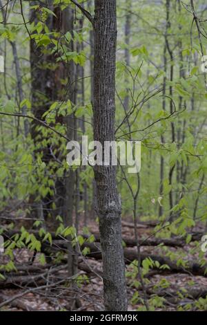 Cranberry Mountain, Virginia occidentale. Giovane trunk di acero a strisce lungo il sentiero natura. Foto Stock