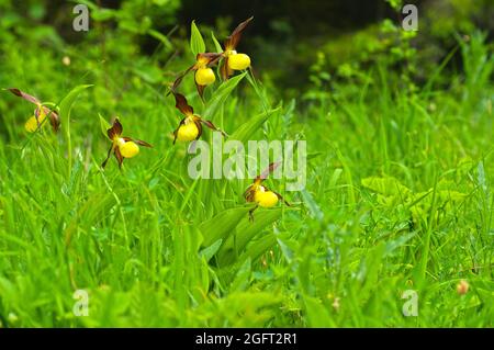 Gruppo di orchidee Slipper della signora in habitat forestale Foto Stock