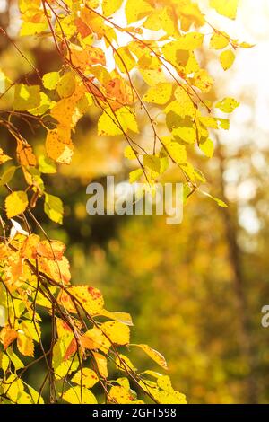 Le foglie autunnali di colore giallo adornano lo splendido sfondo bokeh della natura. Bella natura sfondo con bokeh e il fascino del paesaggio autunnale. Caduta. Sfondi. Concetto autunnale Foto Stock