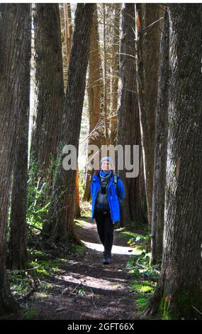 Una donna (62) scorre attraverso alberi di pino su una pista nella foresta di Hanmer, Nuova Zelanda. Foto Stock