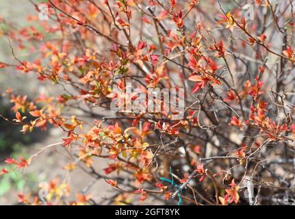 Meadowsweet spirea giapponese con foglie d'arancia Foto Stock