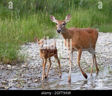 Capriolo dalla coda bianca con la sua giovane pana che cammina lungo la pianura alluvionale al Fish Creek Provincial Park in estate. Odocoileus virginianus Foto Stock
