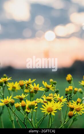 Jacobaea vulgaris, o ragwort o picchiettando willie, con piccoli fiori gialli sul gambo e goccioline d'acqua sulle foglie. Messa a fuoco superficiale con selezione in primo piano Foto Stock