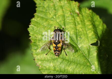 Il calciatore Hoverfly, il pendolo di Helophilus, poggiato su una foglia. Foto Stock