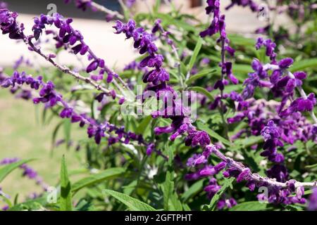 Sydney Australia, fiore stelo di una pianta di salvia messicana viola velluto Foto Stock