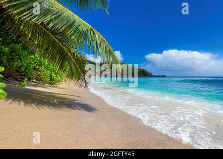 Le foglie di palme e ombra sulla spiaggia tropicale Sunny. Foto Stock