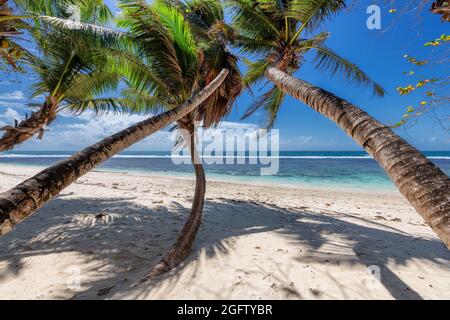 Coco palme in paradiso Sunny Beach con sabbia bianca e mare turchese in isola tropicale. Foto Stock