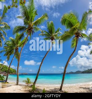 Spiaggia tropicale soleggiata con palme coco nell'isola tropicale. Foto Stock