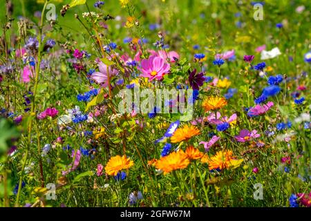 Prato di Wildflower, molti fiori e piante differenti, biotopo importante per insetti, Foto Stock