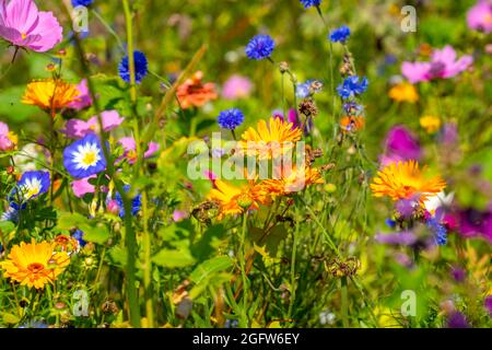 Prato di Wildflower, molti fiori e piante differenti, biotopo importante per insetti, Foto Stock