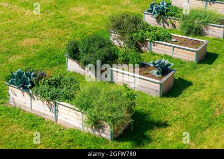 Letti rialzati, con piante ornamentali e utili diverse, Foto Stock