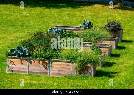 Letti rialzati, con piante ornamentali e utili diverse, Foto Stock