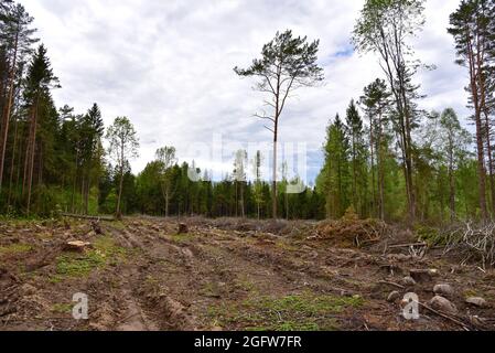 Alberi di spruces abbattuto in foresta. Deforestazione e disboscamento illegale, commercio internazionale di legname illegale. Stump dell'albero vivente abbattuto nelle fores Foto Stock