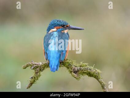 Kingfisher maschio su un ramo di muschio. Kirkcudbright, Scozia. Alcedo atthis. Foto Stock