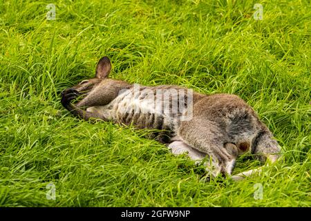 Kangaroo rilassante sdraiato sull'erba al sole Foto Stock