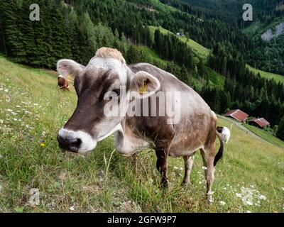 Bestiame grigio tirolese che pascolano su un pascolo montano stagionale nelle Alpi della regione di Pongau in Austria Foto Stock