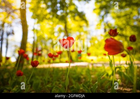 Gruppo di tulipani rossi. Paesaggio primaverile nel parco forestale o giardino. Idilliaca bella natura panoramica, primo piano rosso floreale vista, bokeh sfocato lussureggiante fogliame Foto Stock
