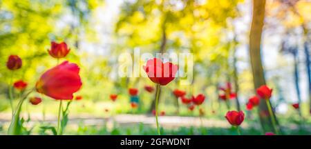 Gruppo di tulipani rossi. Paesaggio primaverile nel parco forestale o giardino. Idilliaca bella natura panoramica, primo piano rosso floreale vista, bokeh sfocato lussureggiante fogliame Foto Stock