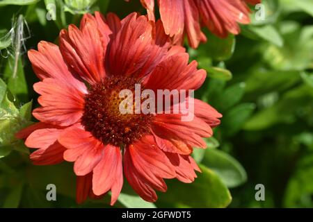 Una bella macro scatto di un fiore rosso leggermente a sinistra dell'immagine con uno sfondo verde sfocato mozzafiato Foto Stock