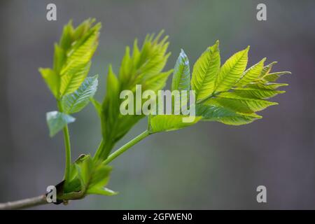 Cenere comune, cenere europea (Fraxinus excelsior), foglie giovani, Germania Foto Stock