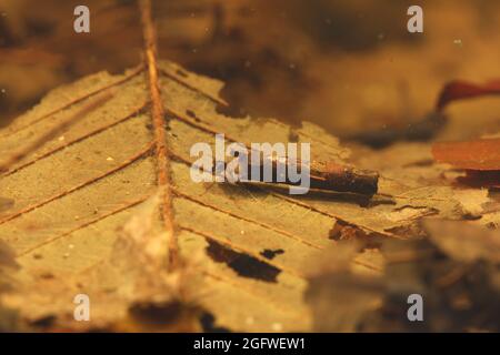 caddis vola (Glyphotaelius pellucidus), larva con cassa tondo di larve fatta di foglie cadute, Germania, Baviera Foto Stock